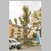 Platanenallee_MK4_3169.jpg