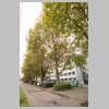 Platanenallee_MK4_3219.jpg