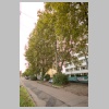 Platanenallee_MK4_3228.jpg