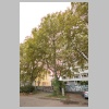 Platanenallee_MK4_3230.jpg